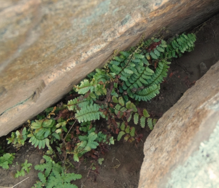 Image of western spleenwort