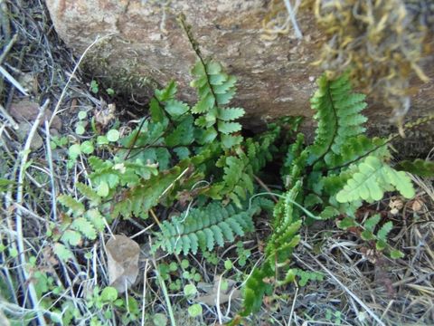 Imagem de Asplenium vespertinum Maxon