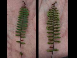 Image of western spleenwort