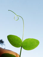 Lathyrus vestitus Torr. & A. Gray resmi