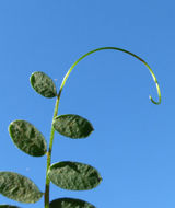 Image of Vicia gigantea Bunge