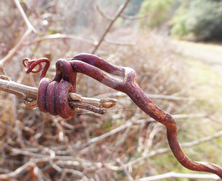 Image of California wild grape