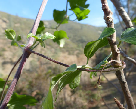 Sivun Clematis lasiantha Nutt. ex Torr. & Gray kuva