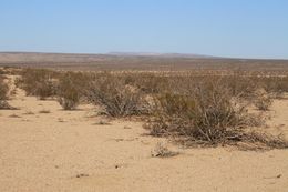 Image of creosote bush