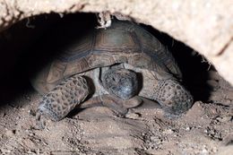 Image of desert tortoise