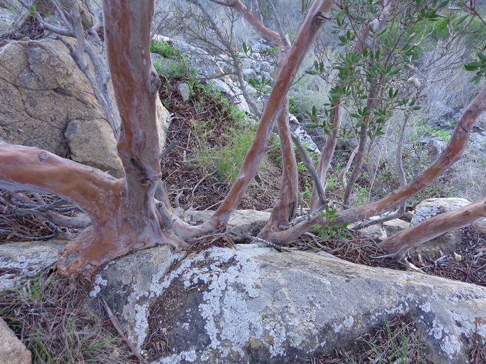 Imagem de Arctostaphylos bicolor (Nutt.) A. Gray