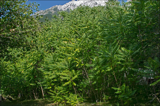 Imagem de Ailanthus altissima (Miller) Swingle