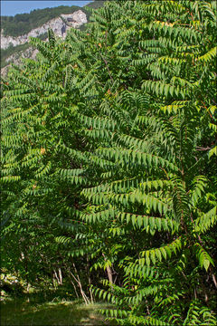 Image of tree-of-heaven