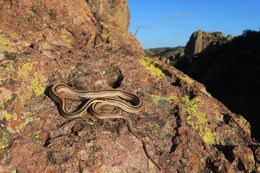 <i>Salvadora hexalepis deserticola</i>的圖片