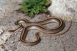 Image of Big Bend Patchnose Snake