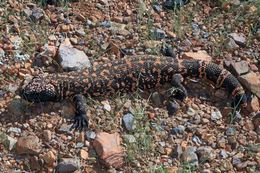 Image of Gila Monster