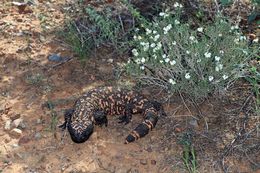 Image of Gila Monster