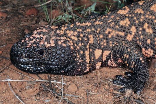 Image of Gila Monster