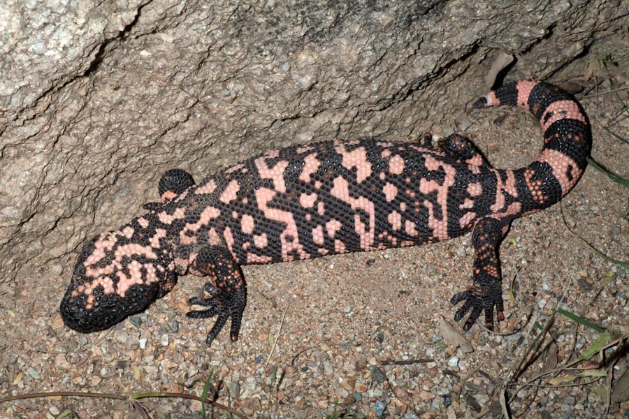 Image of Gila Monster