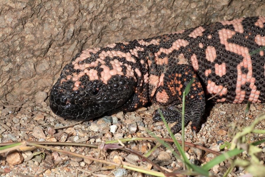 Image of Gila Monster