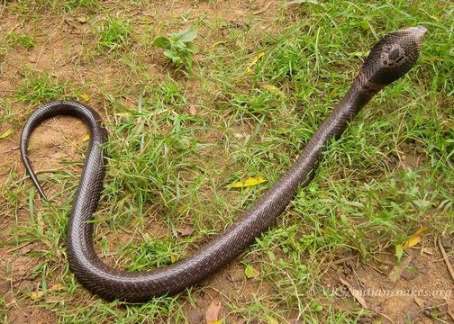 Image of Monocled Cobra