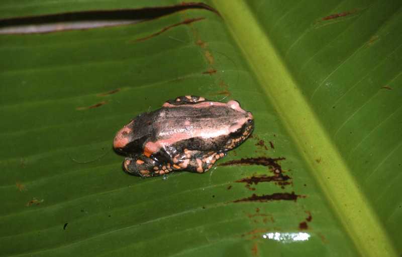 Banded Rubber Frog - Encyclopedia of Life
