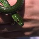 Image of Western Green Snake