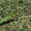 Image of Western Green Snake