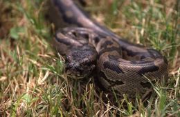 Image of Southern African Python