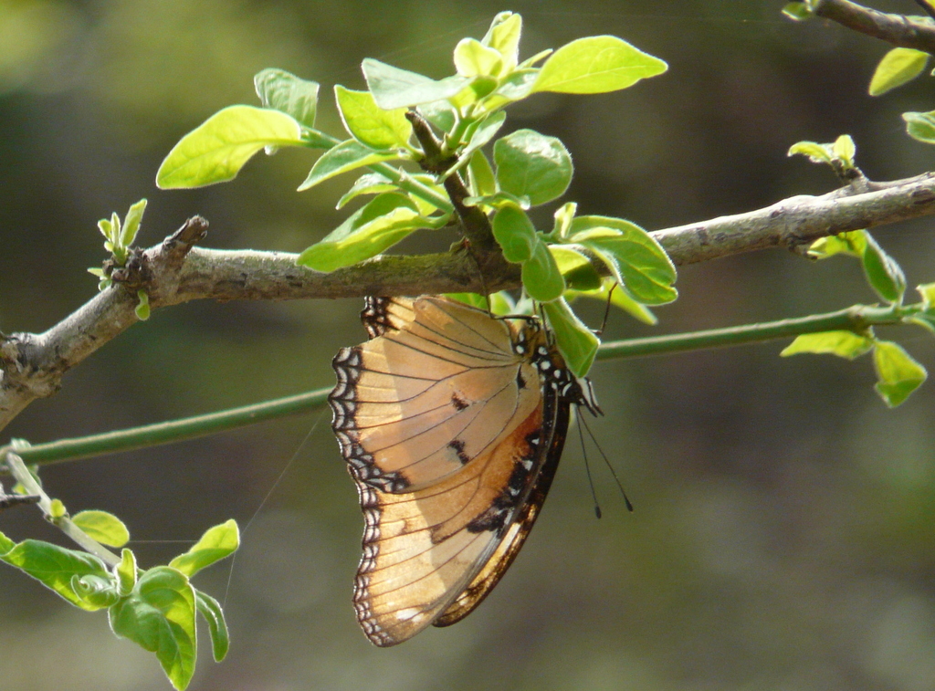 Image of Plain tiger