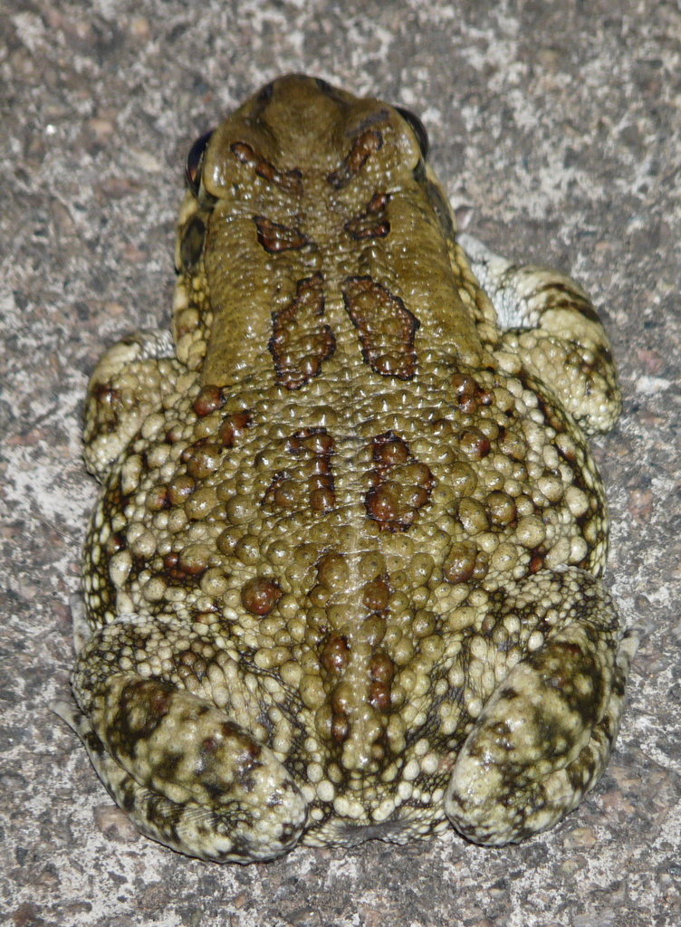 Слика од Sclerophrys garmani (Meek 1897)