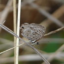 Image of Leptotes