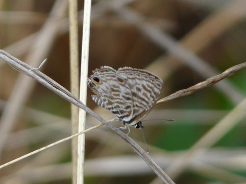 Image of Lang's Short-tailed Blue