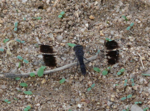 Image of Banded Groundling