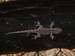 Lygodactylus stevensoni Hewitt 1926 resmi