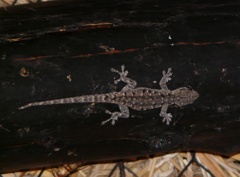 Image of Stevenson's Dwarf Gecko