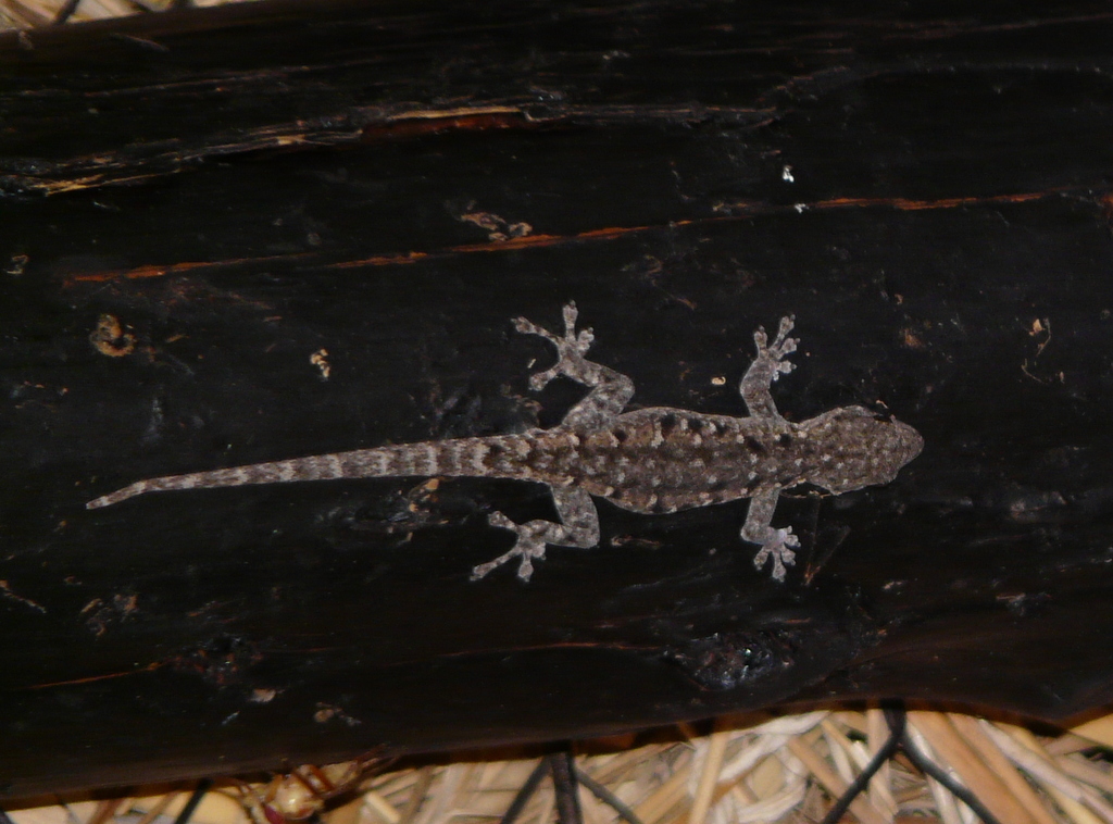 Lygodactylus stevensoni Hewitt 1926 resmi