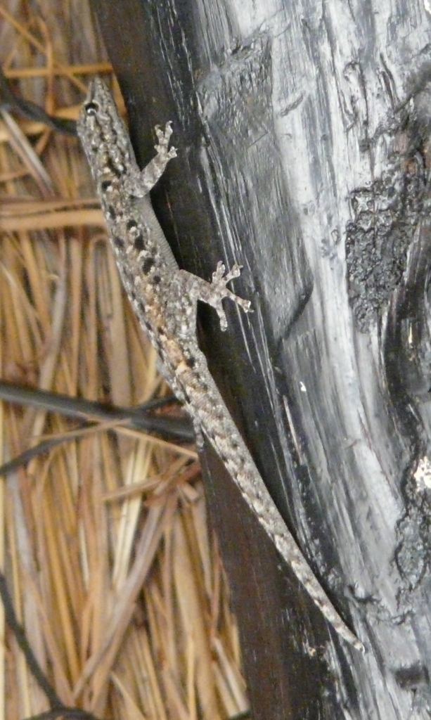 Image of Stevenson's Dwarf Gecko