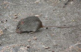 Image of Single-striped Grass Mouse