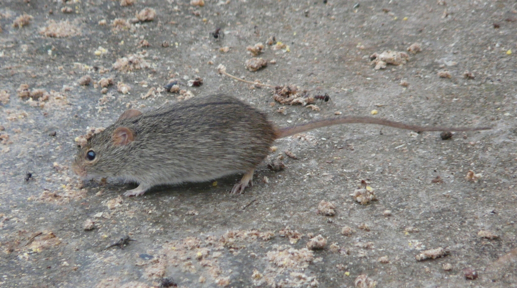Image of Single-striped Grass Mouse