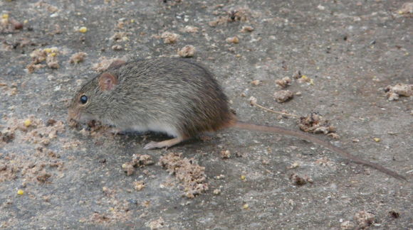 Image of Single-striped Grass Mouse