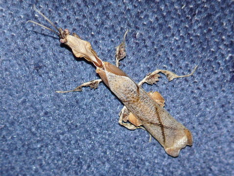 Image of Ghost Mantis