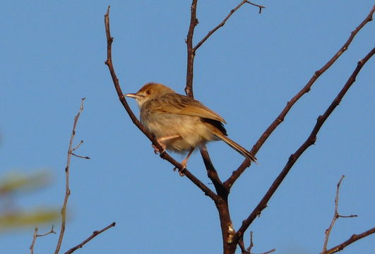 Image of Rattling Cisticola