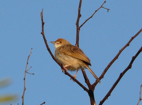 Image of Rattling Cisticola