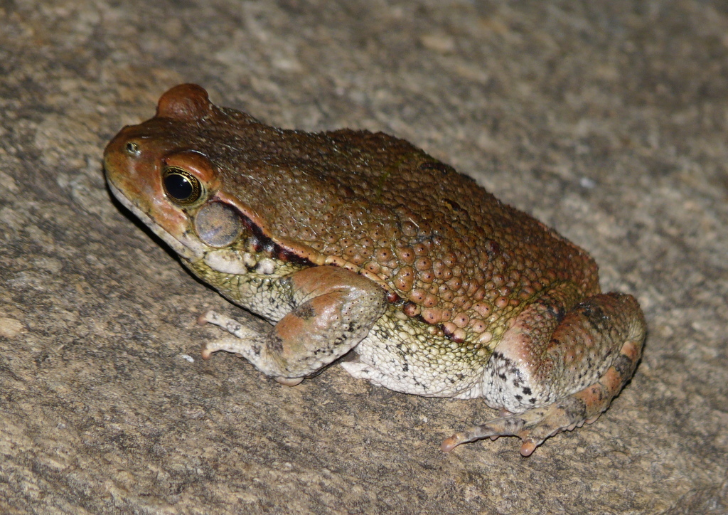 Image of African Red Toad