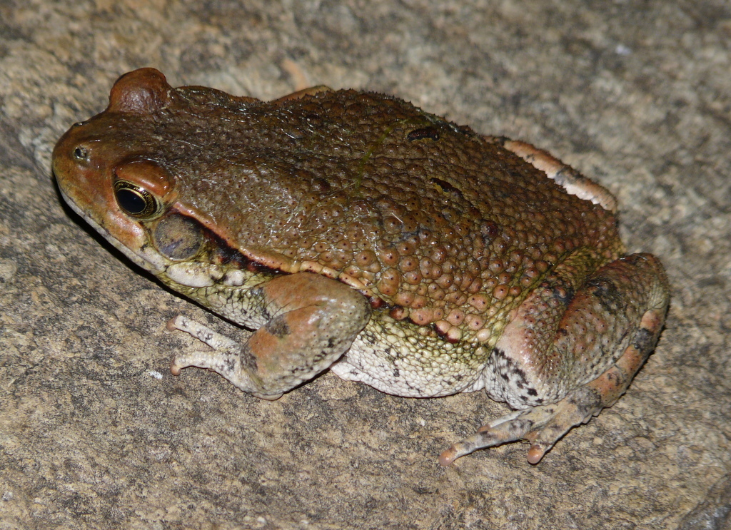 Image of African Red Toad