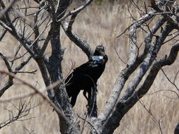 Image of White-necked Raven