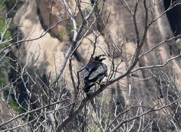 Image of White-necked Raven