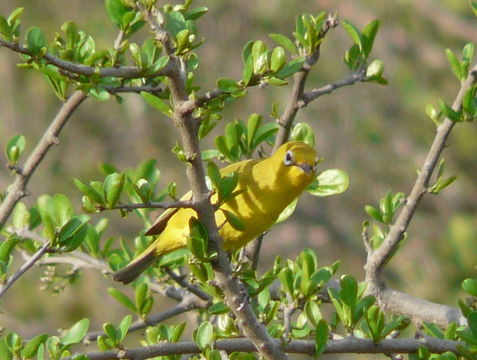 صورة Zosterops senegalensis Bonaparte 1850