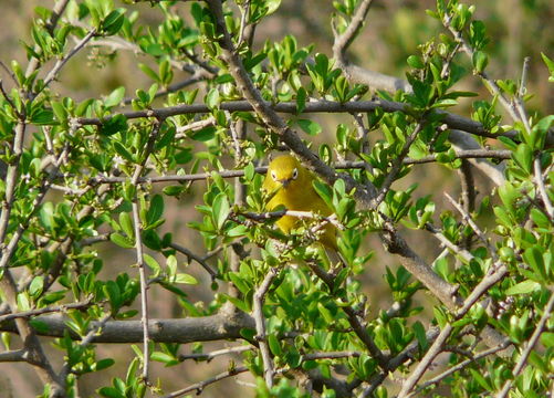 Image of African Yellow White-eye