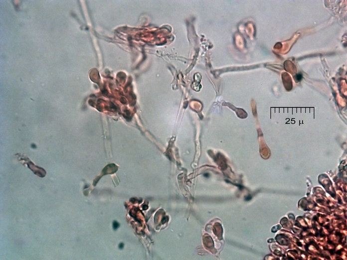 Image de Multiclavula mucida (Pers.) R. H. Petersen 1967