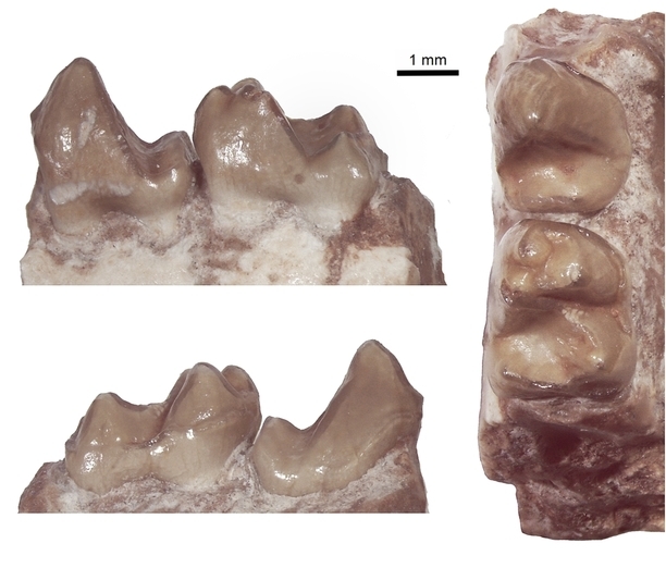 Image of Plesiadapis dubius (Matthew 1915)