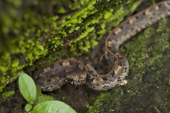 Imagem de Porthidium nasutum (Bocourt 1868)