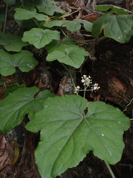 Image of <i>Sicyos macrophyllus</i>