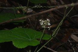 Imagem de <i>Sicyos macrophyllus</i>